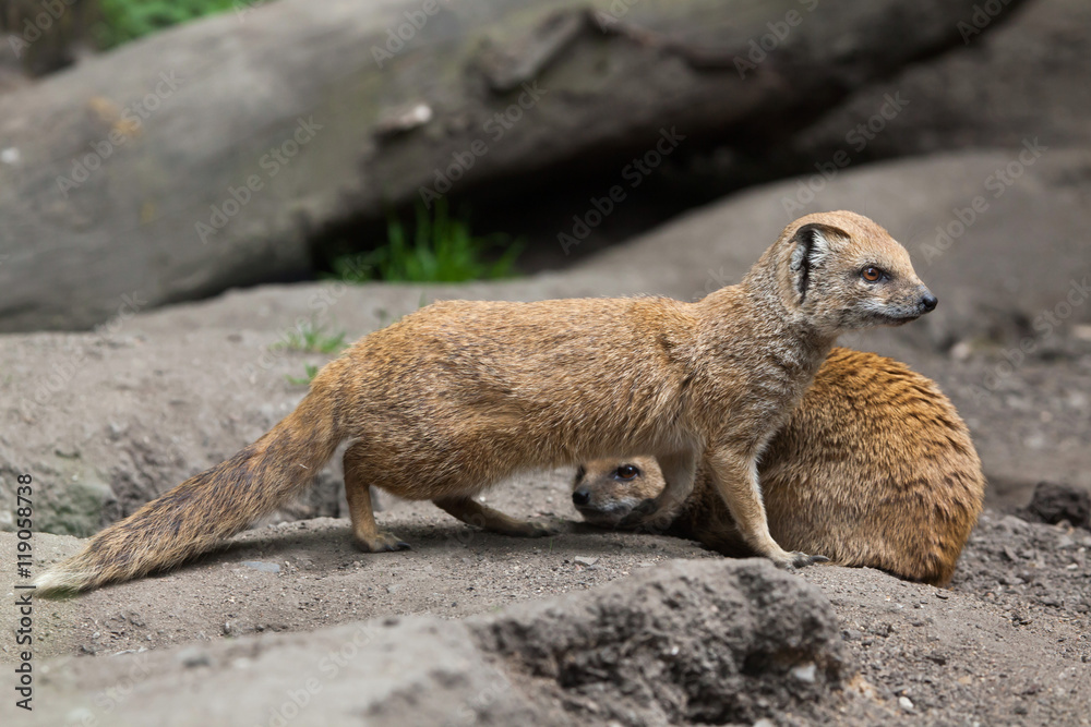 Fototapeta premium Yellow mongoose (Cynictis penicillata).