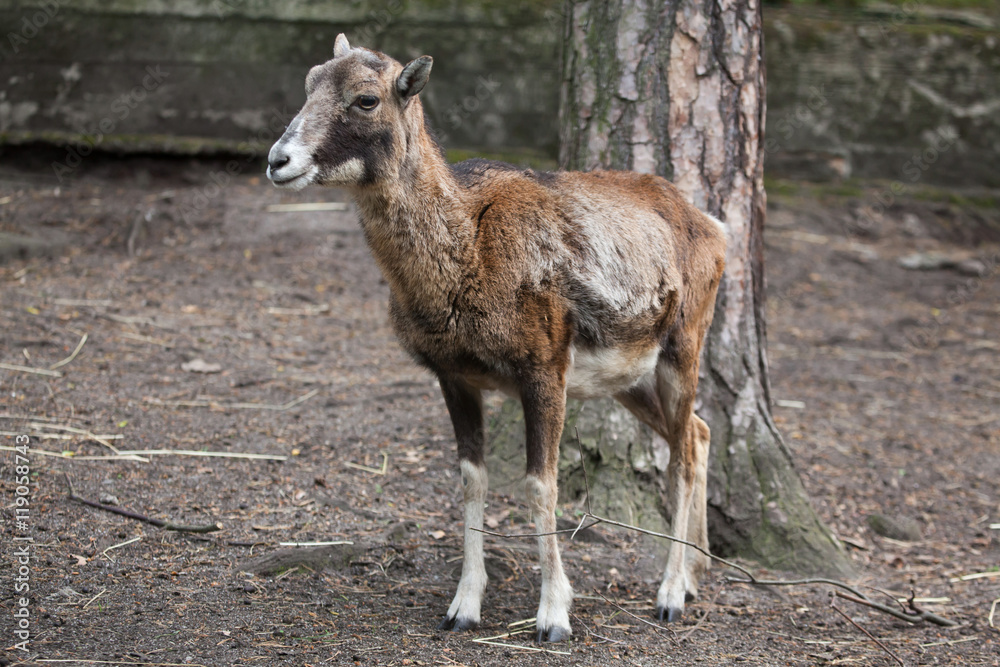 European mouflon (Ovis orientalis musimon).