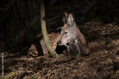 Siberian musk deer (Moschus moschiferus). photo