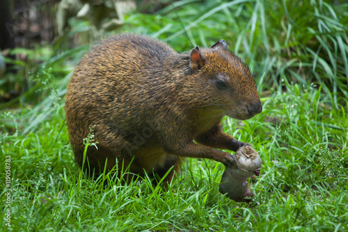 Central American agouti (Dasyprocta punctata) photo