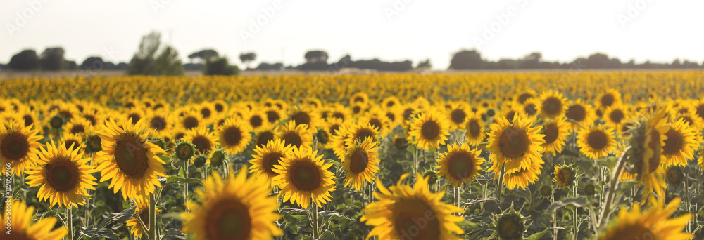 Naklejka premium sunflowers field 