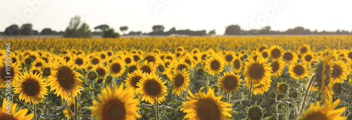 sunflowers field 