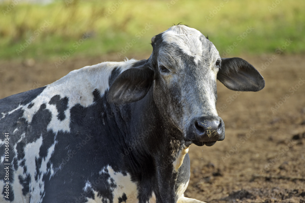 Dairy cattle head of the Girolando race