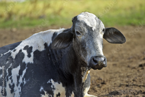 Dairy cattle head of the Girolando race
