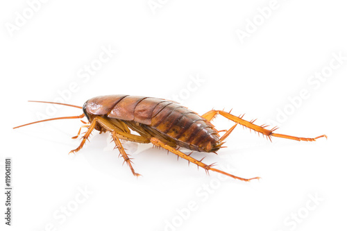 Close up dead cockroach on white © Singha songsak
