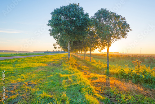 Trees in a field at sunrise