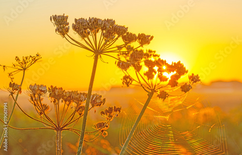 Wild flowers along a canal at sunrise