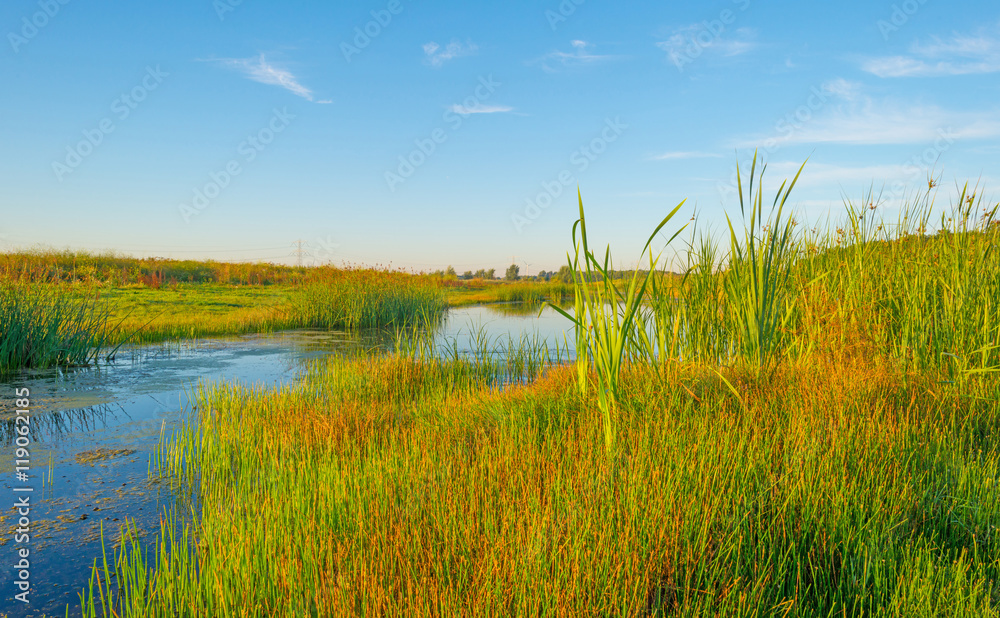 Shore of a lake during the golden hour