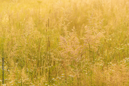 Nature beautiful background with field grass and yellow sunlight