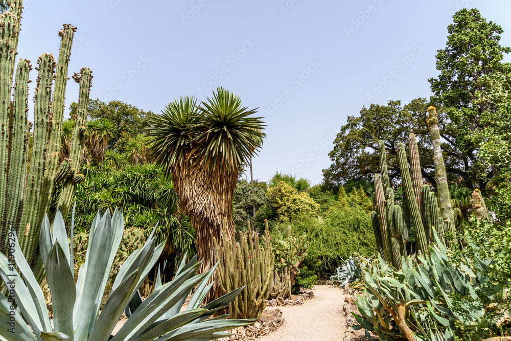 Fototapeta premium Green Cactus Fields In Summer