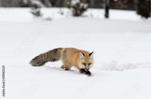 Fox