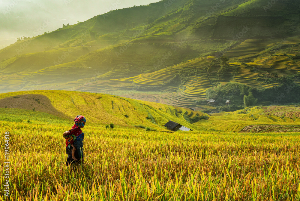 Farmer and Rice terrace on during sunrise  ,Vietnam