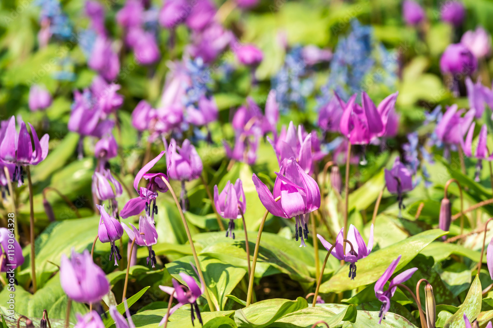 Obraz premium カタクリの群生