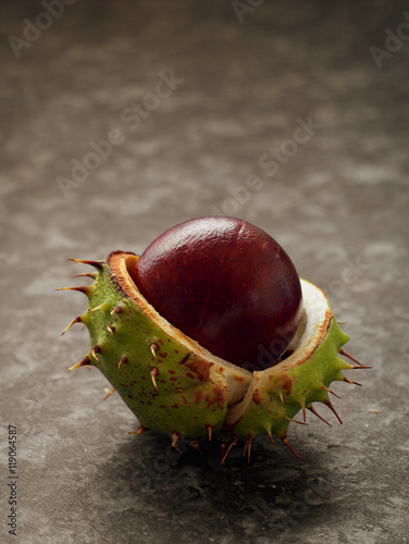 Conker from Horse Chestnut tree