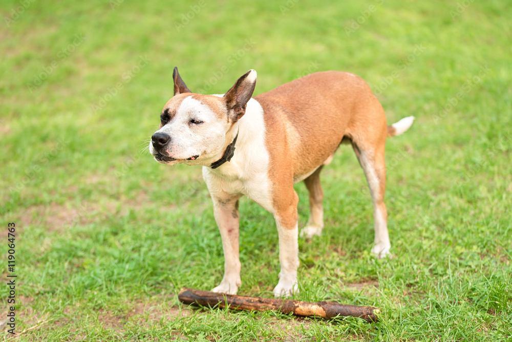 American Staffordshire Terrier in a green