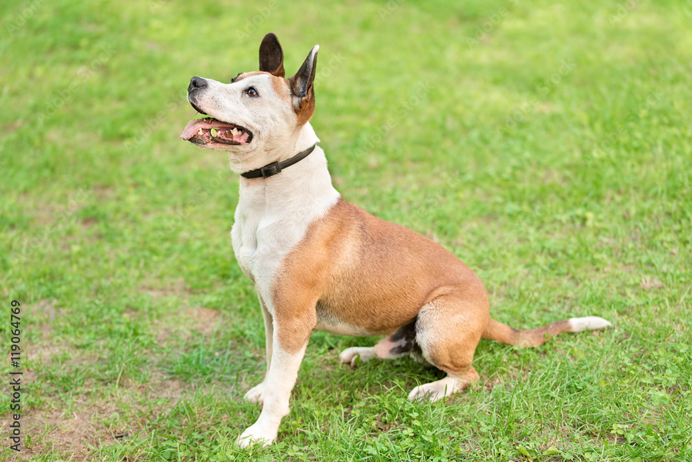 American Staffordshire Terrier in a green