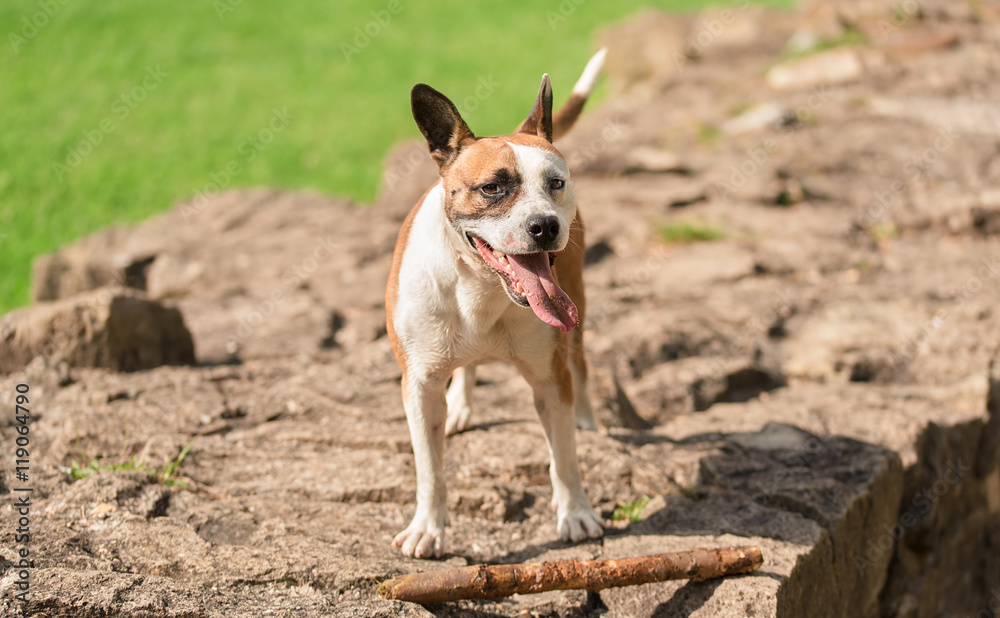 American Staffordshire Terrier in a green