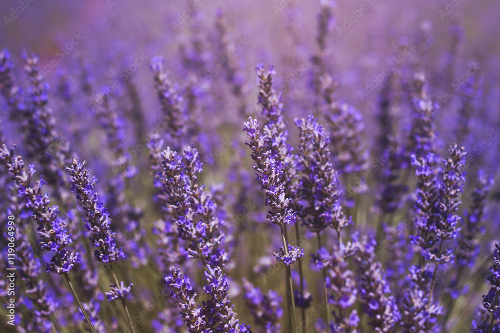 Obraz premium lavender flowers