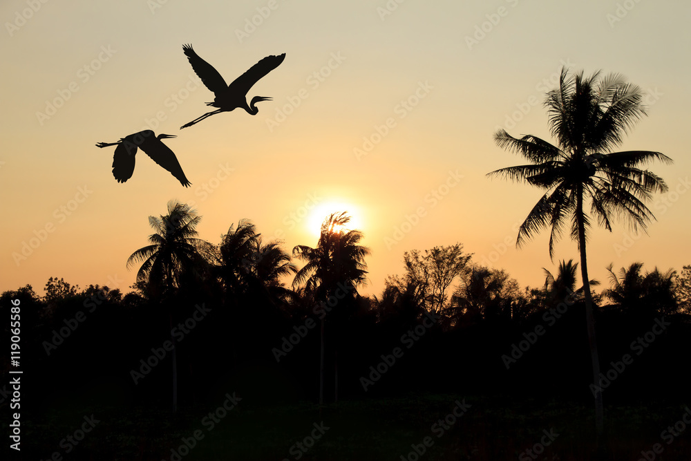 Naklejka premium silhouette flying birds through the village at sunset