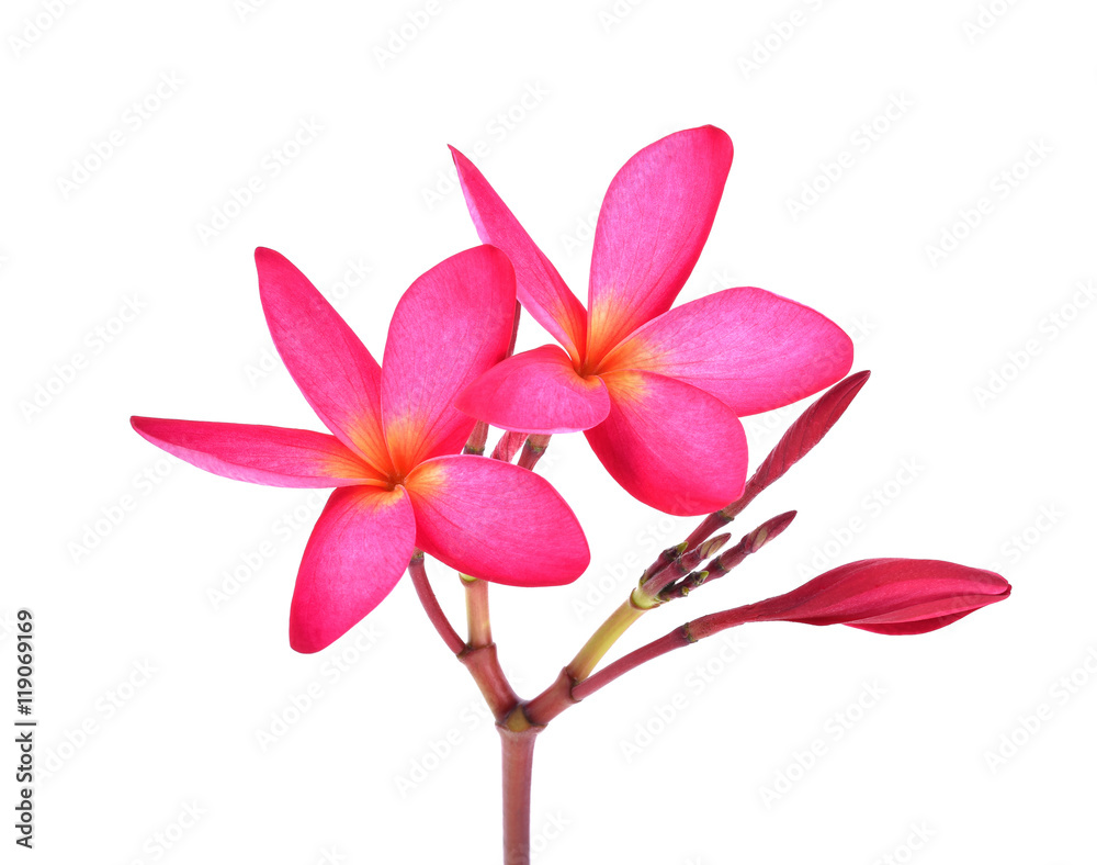 red plumeria on white background