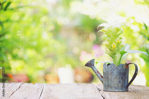 Phlai plant in mini old water pot on wooden table