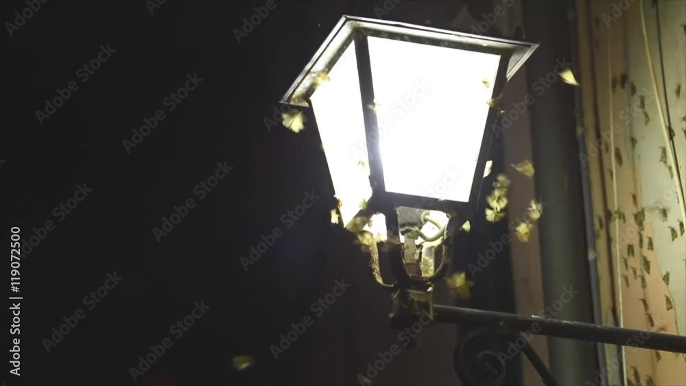 Many butterflies flying at night around a lamppost Many butterflies flying at night around a lamppost