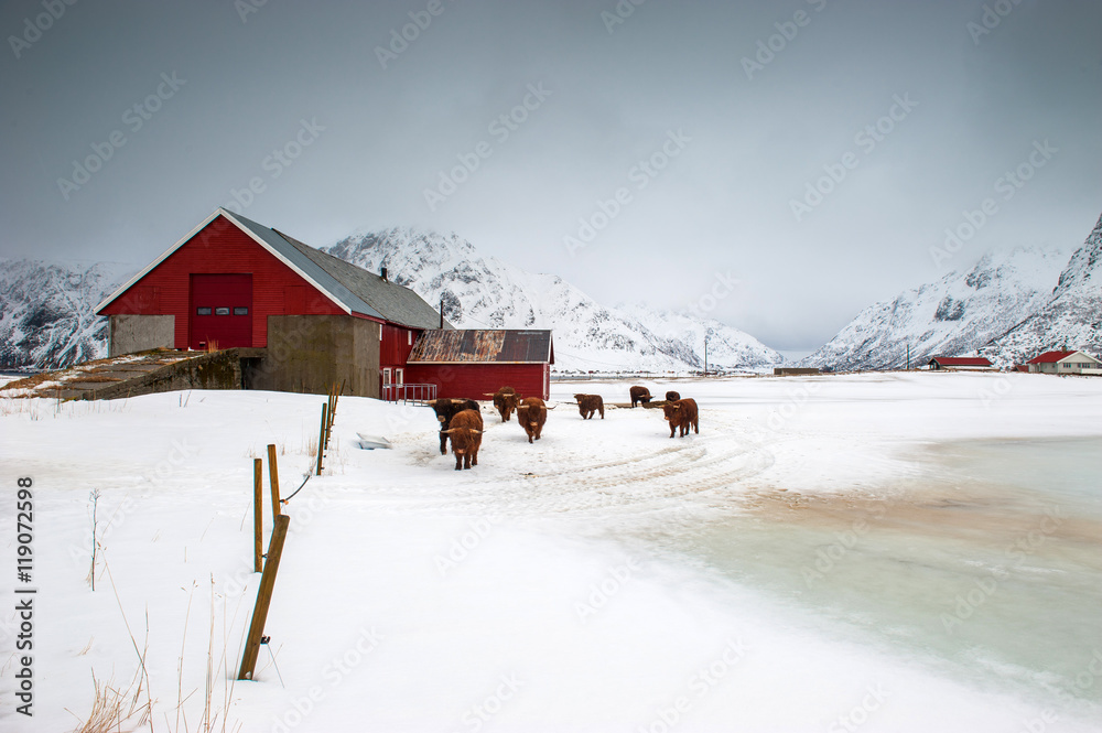 Fisherman's home, Lofoten island