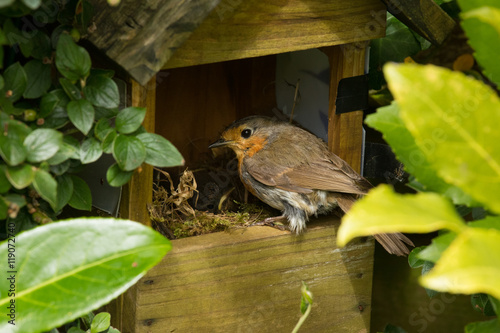 Robin Nest with Young