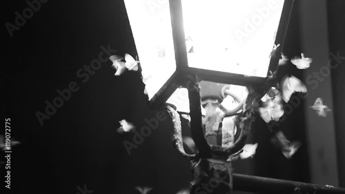 Many butterflies flying at night around a lamppost - black and white