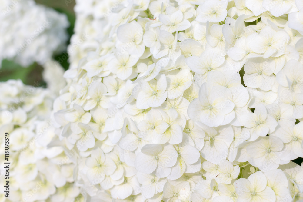 Hydrangea macrophylla white
