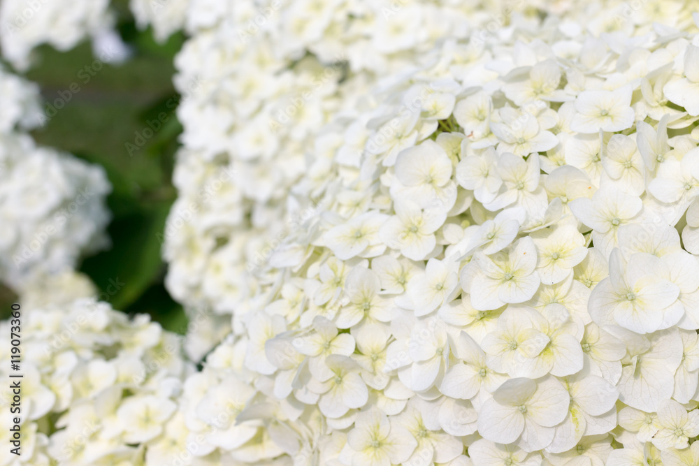 Hydrangea macrophylla Hydrangea macrophylla