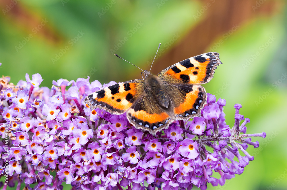 Small Tortoiseshell butterfly on Buddleia flower Small Tortoiseshell butterfly on Buddleia flower