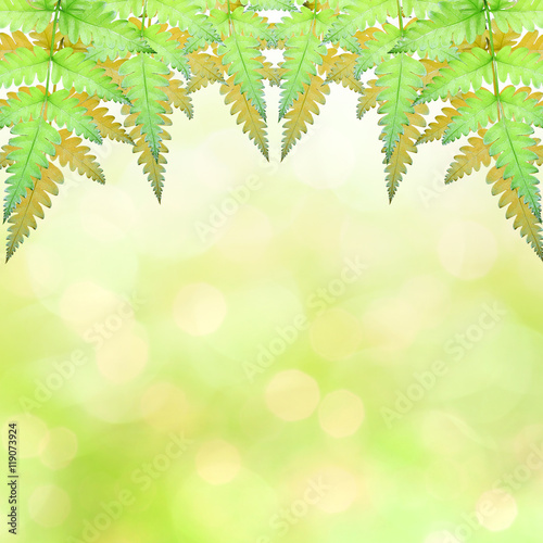 Leaves with bokeh background