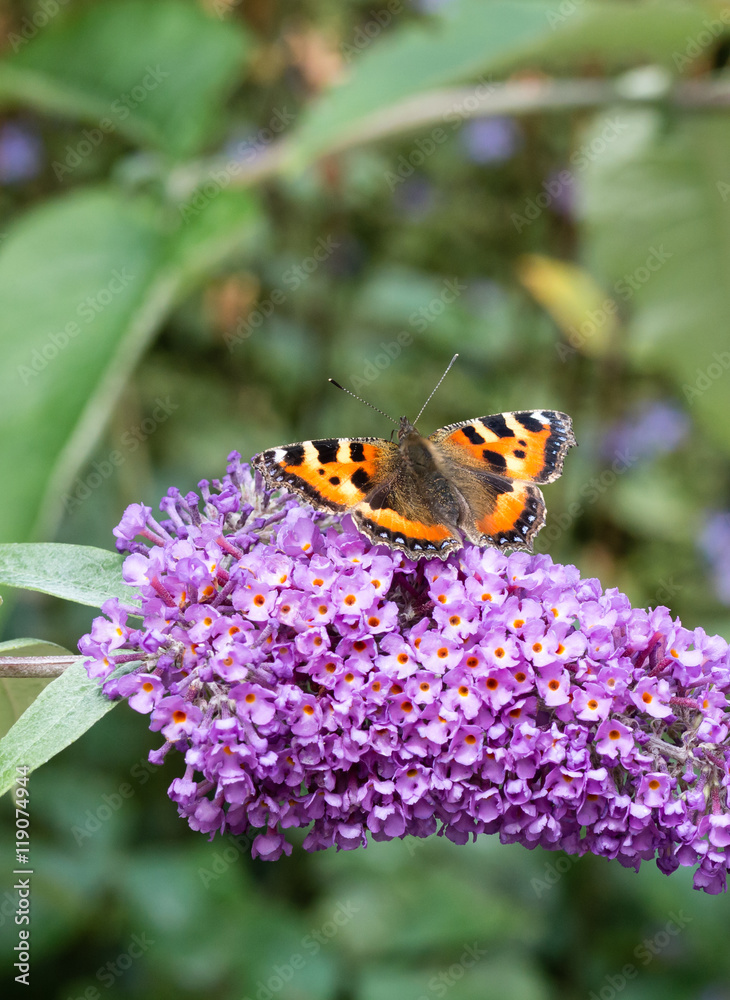 Fototapeta premium Mały motyl Tortoiseshell na kwiat Buddleia