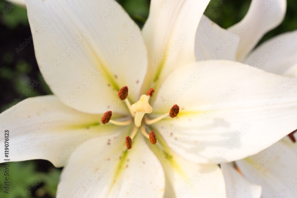 top view on lily white flower close-up top view on lily white flower close-up