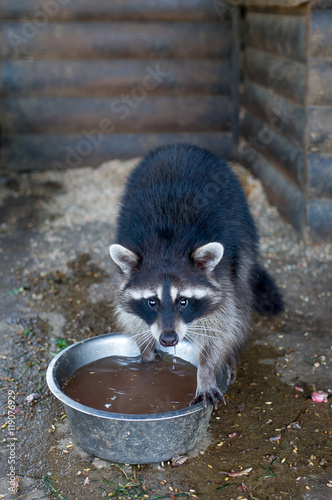The raccoon drinks water from a bowl.