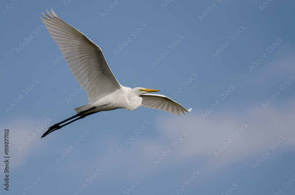 White Great Egret Flying in a Blue Sky White Great Egret Flying in a Blue Sky