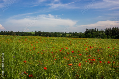 Flower field  Czech republic.