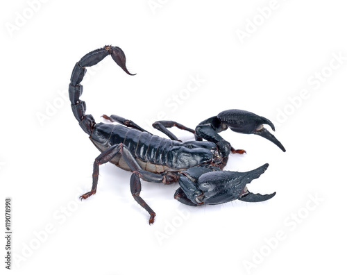 Scorpion on white background