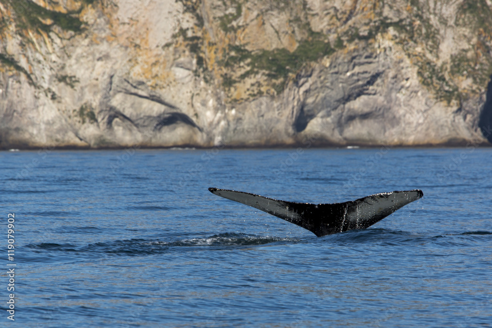 Obraz premium Wal vor der Küste Kamtschatkas