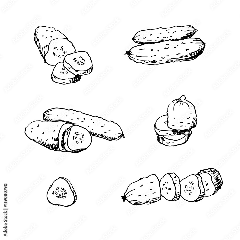 Hand drawn vector illustration of cucumbers. Isolated cucumber and sliced pieces. Vegetable engraved style illustration. Vegetarian food drawing.