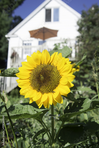 Sunflower in front of home in Duluth, Minnesota.