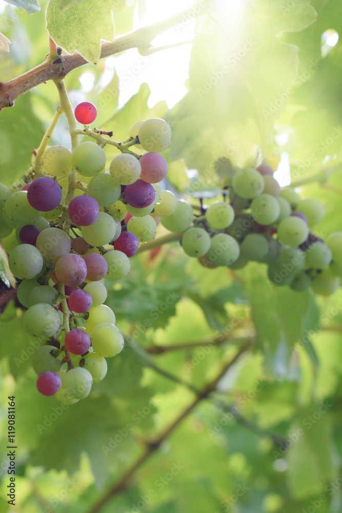 Large bunch of multi-colored red wine grapes in the sun light Large bunch of multi-colored red wine grapes in the sun light