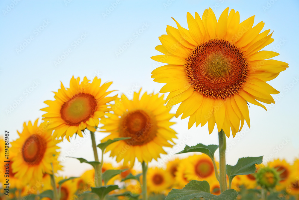 Obraz premium Sunflowers