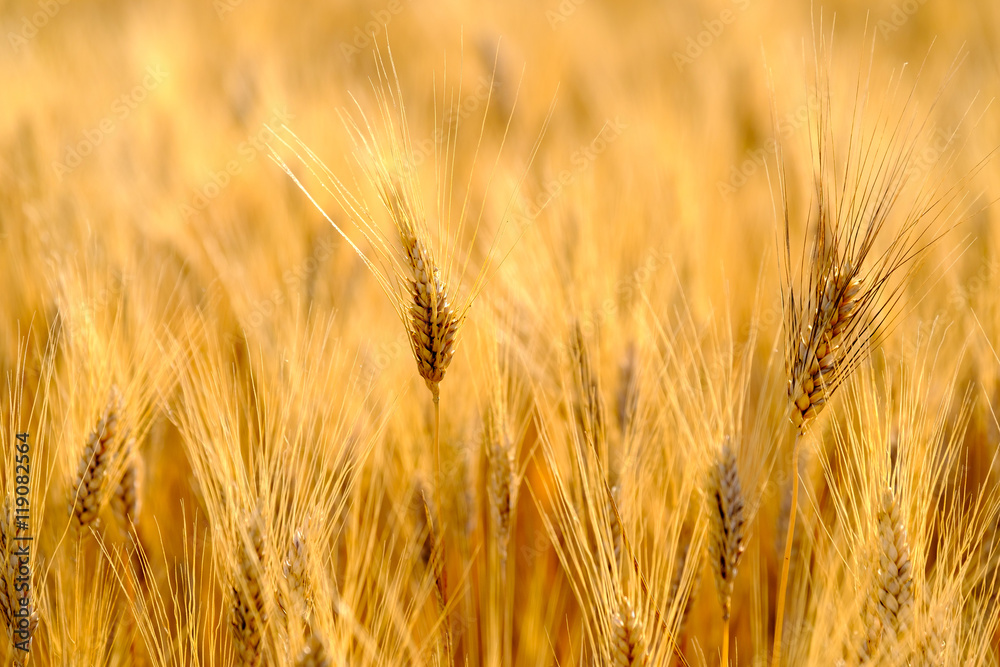Mature wheat swaying in the wind in a field Mature wheat swaying in the wind in a field