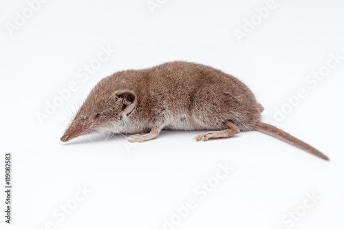 an small shrew photo