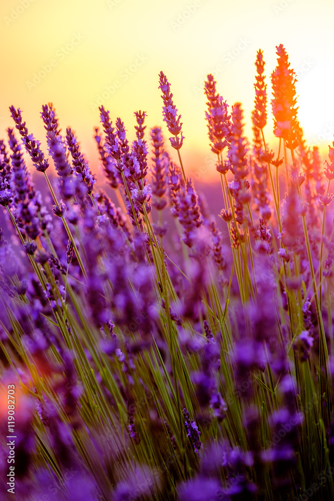 Fototapeta Kwitnąca lawenda w polu przy zmierzchem w Provence, Francja