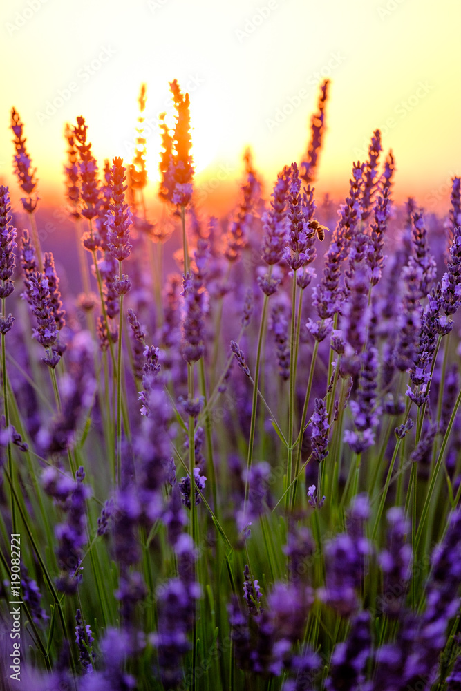 Fototapeta Kwitnąca lawenda w polu przy zmierzchem w Provence, Francja