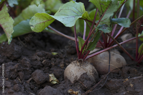 Organic beetroot growing on the vegetable bed