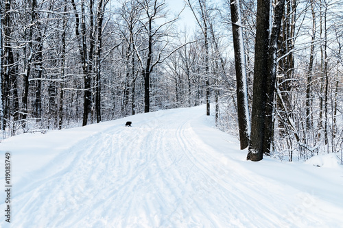 snowy road in the forest with ski tracks